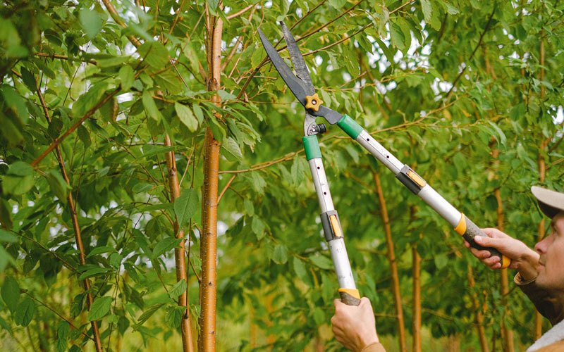 Tree trimming in Homestead, FL